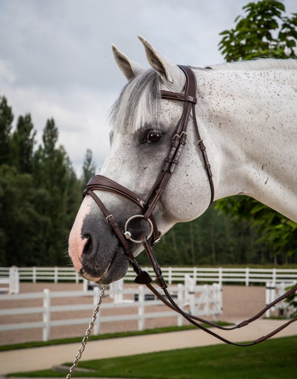 Dy'on Flash Noseband Anatómiai Kantár Hunter - Image 2